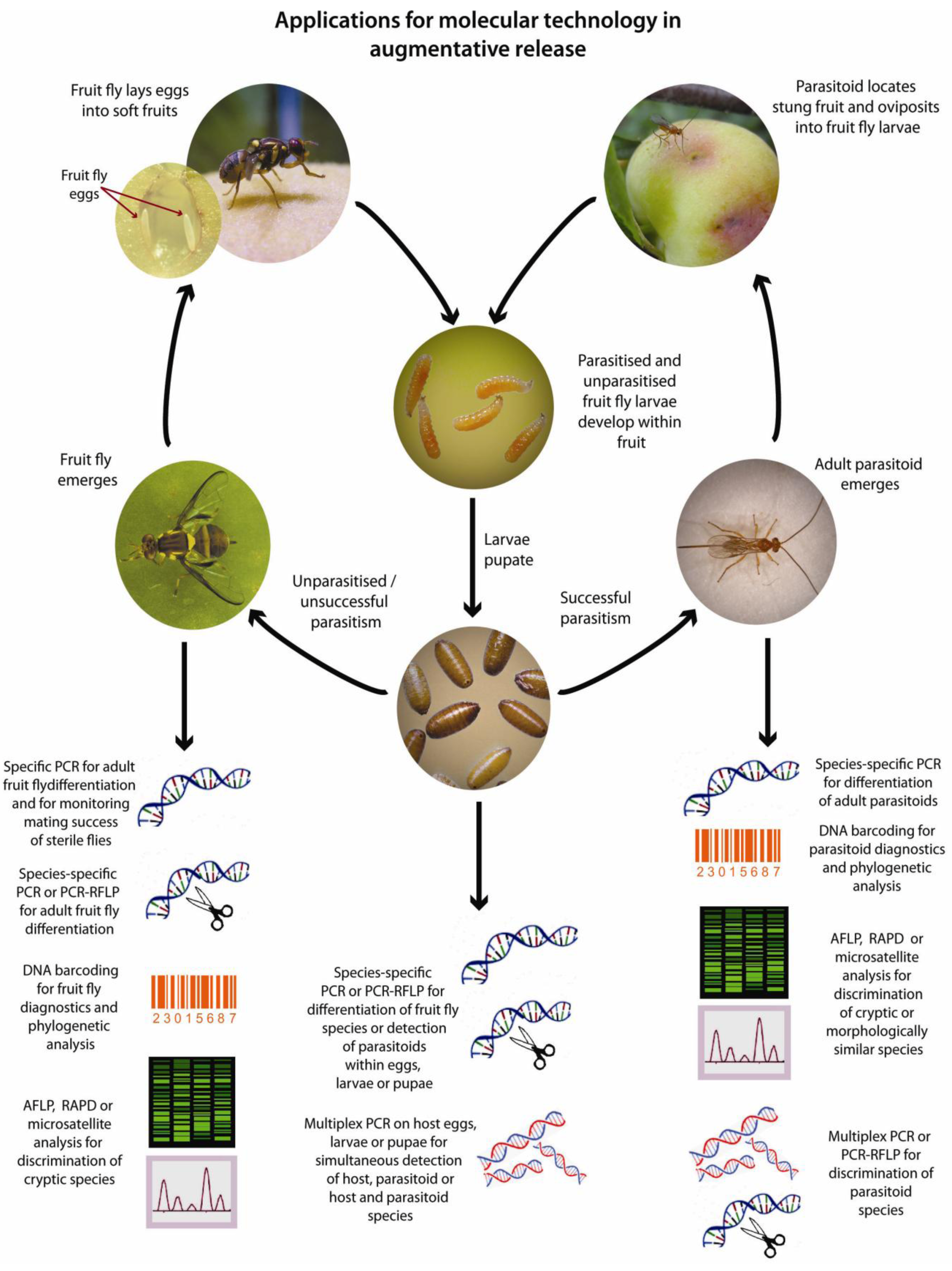 the prokaryotes volume 2 ecophysiology and