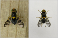 Insects 03 00956 g001 200