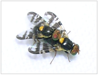 Insects 03 00956 g002 200