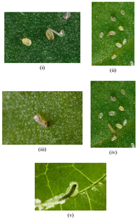 Insects 04 00185 g006 200