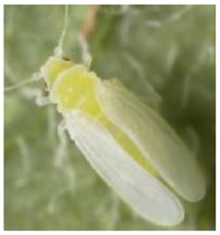 Insects 04 00198 g001 200