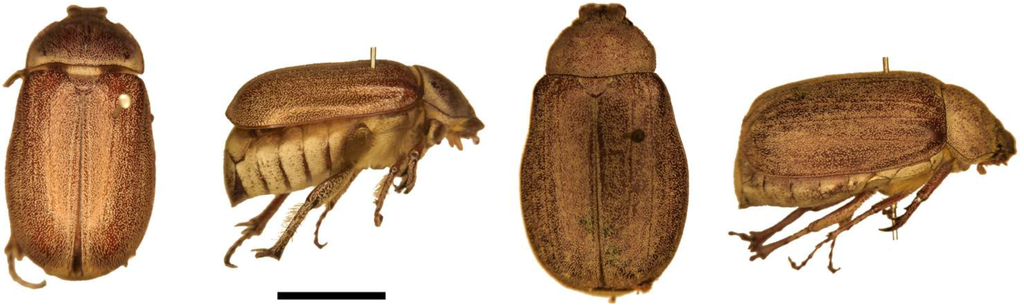 Insects 04 00241 g003 1024