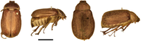 Insects 04 00241 g003 200
