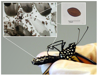 Insects 04 00447 g001 200