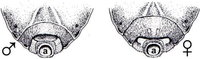 Insects 04 00593 g001 200