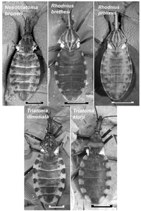 Insects 04 00593 g002 200