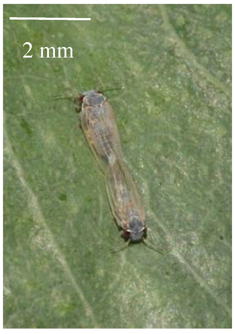 Insects 05 00577 g001 1024