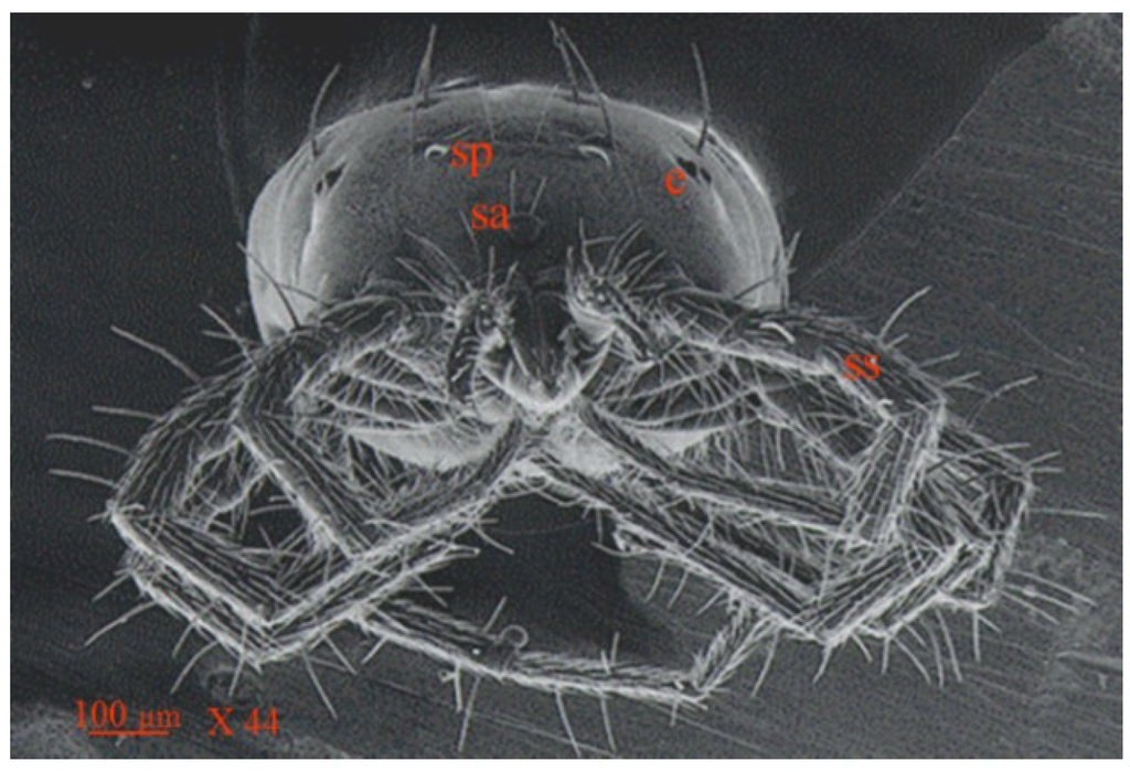 Insects 05 00615 g006 1024