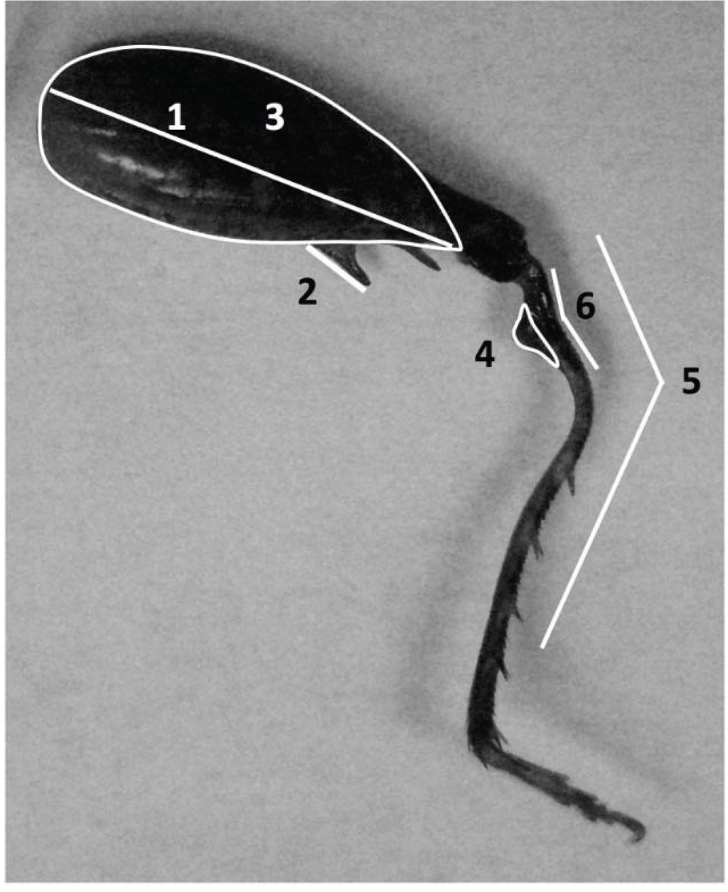 average length of adult male tibia average length of adult male tibia