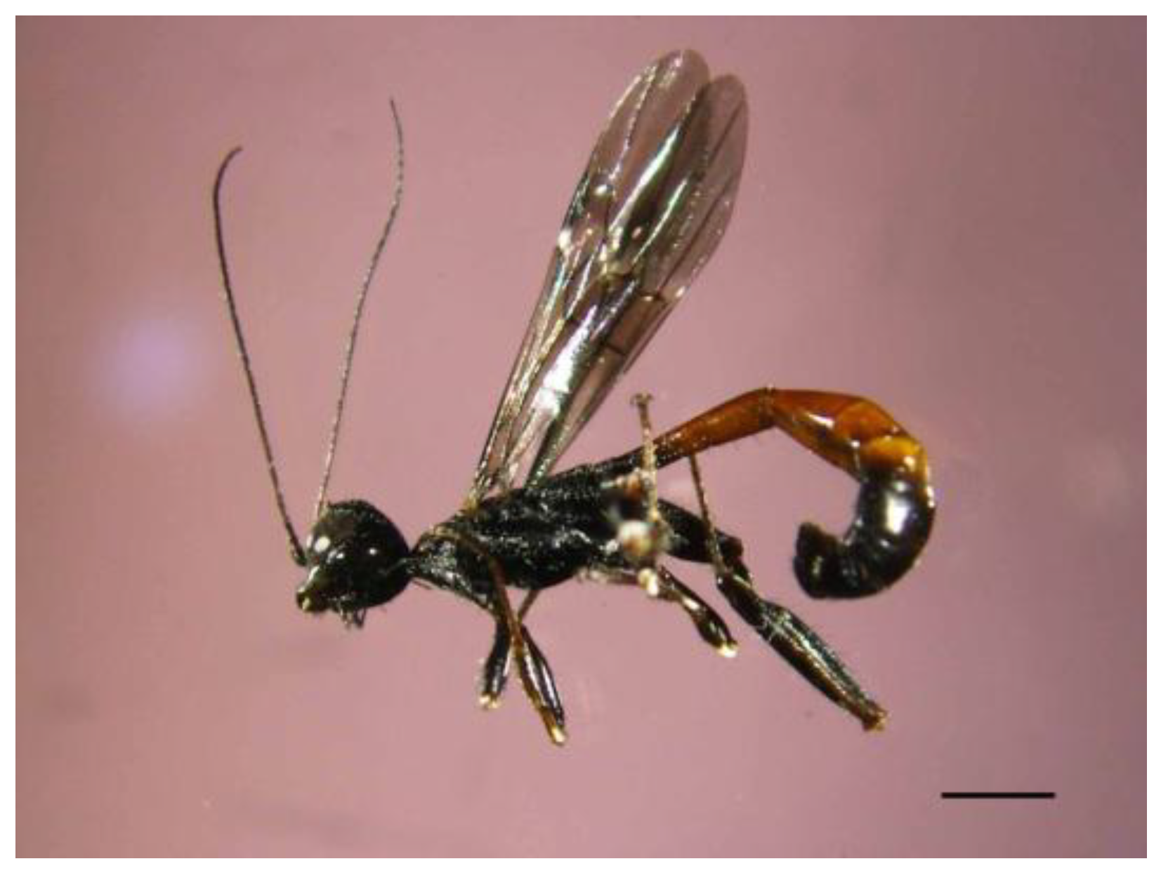 Insects 09 00052 g010