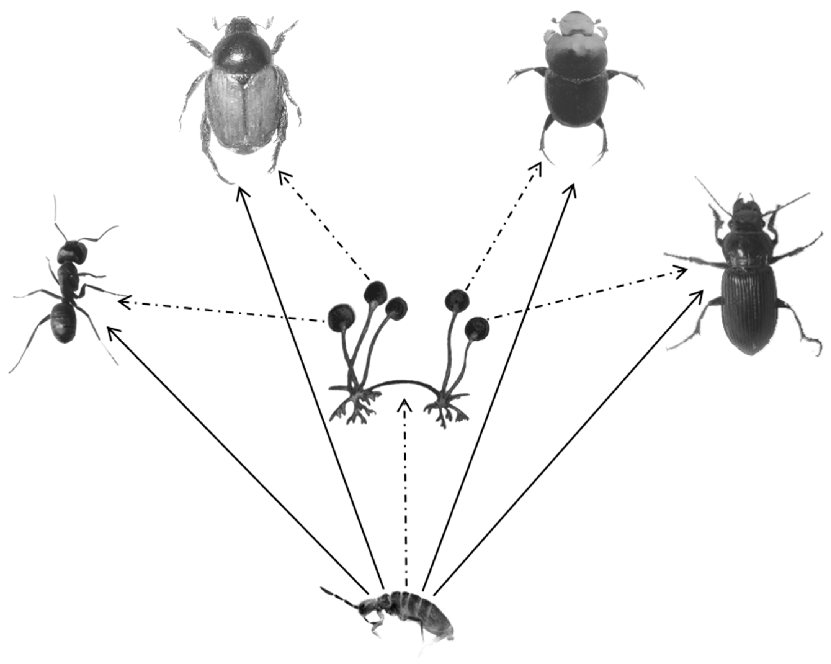 Insects 10 00067 g003