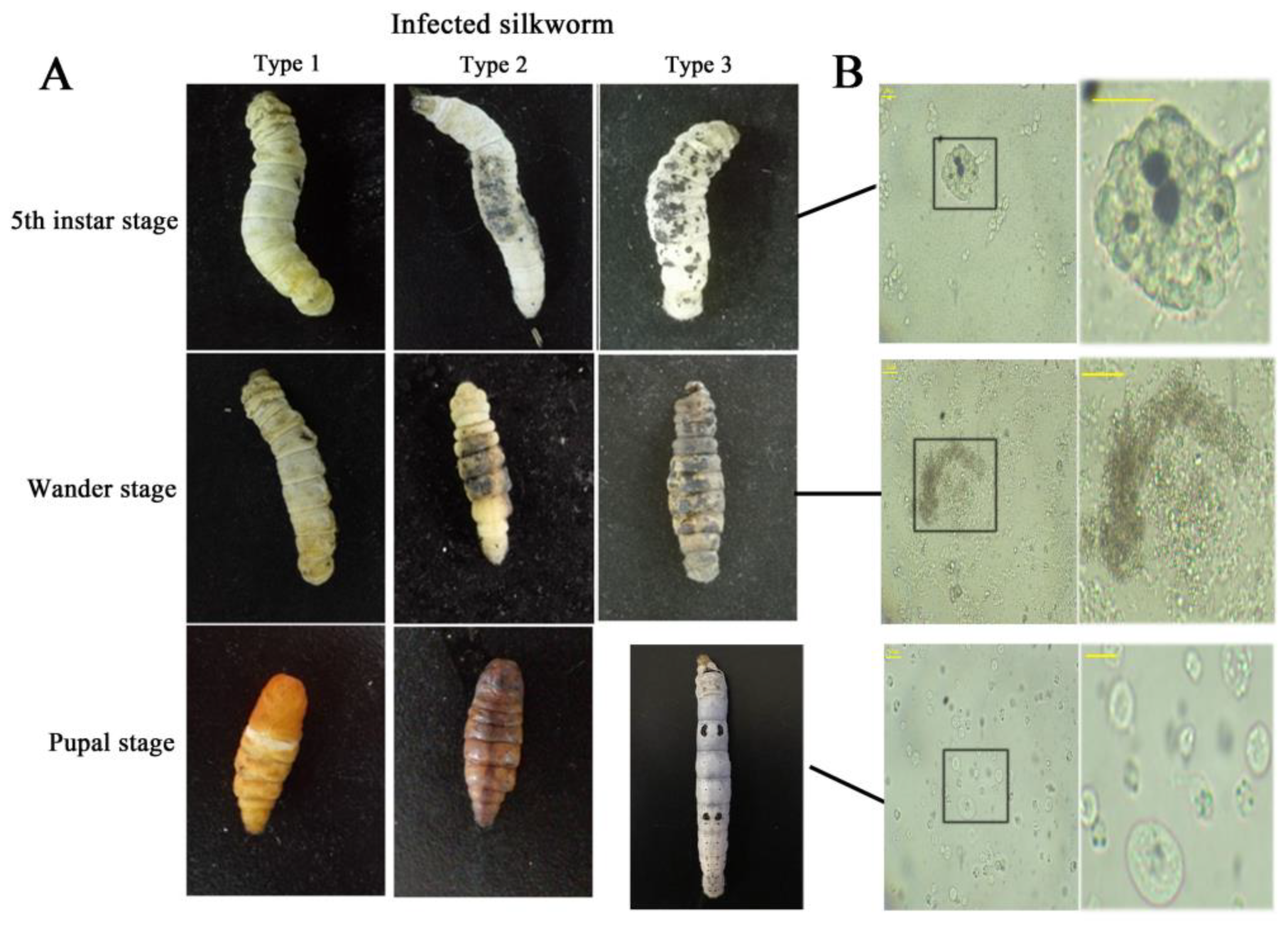 Insects 10 00301 g001