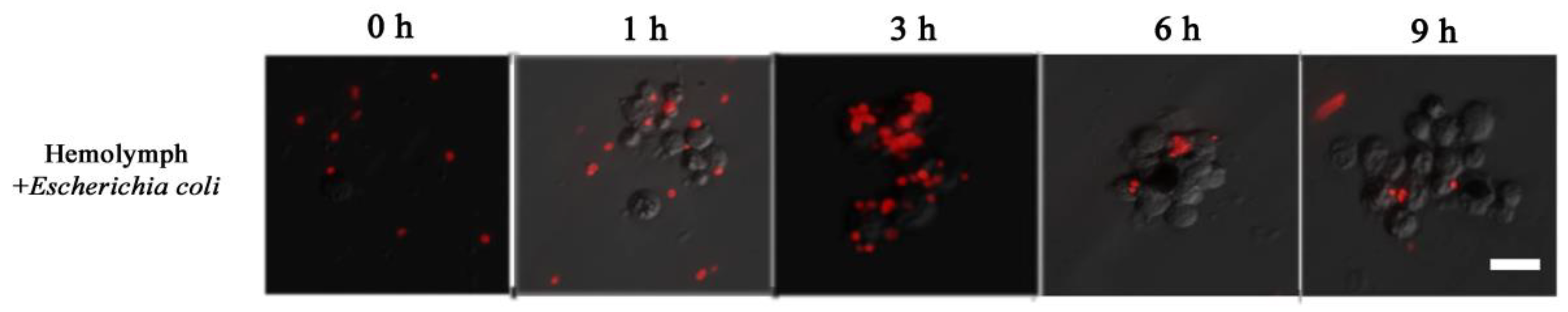 Insects 10 00301 g007