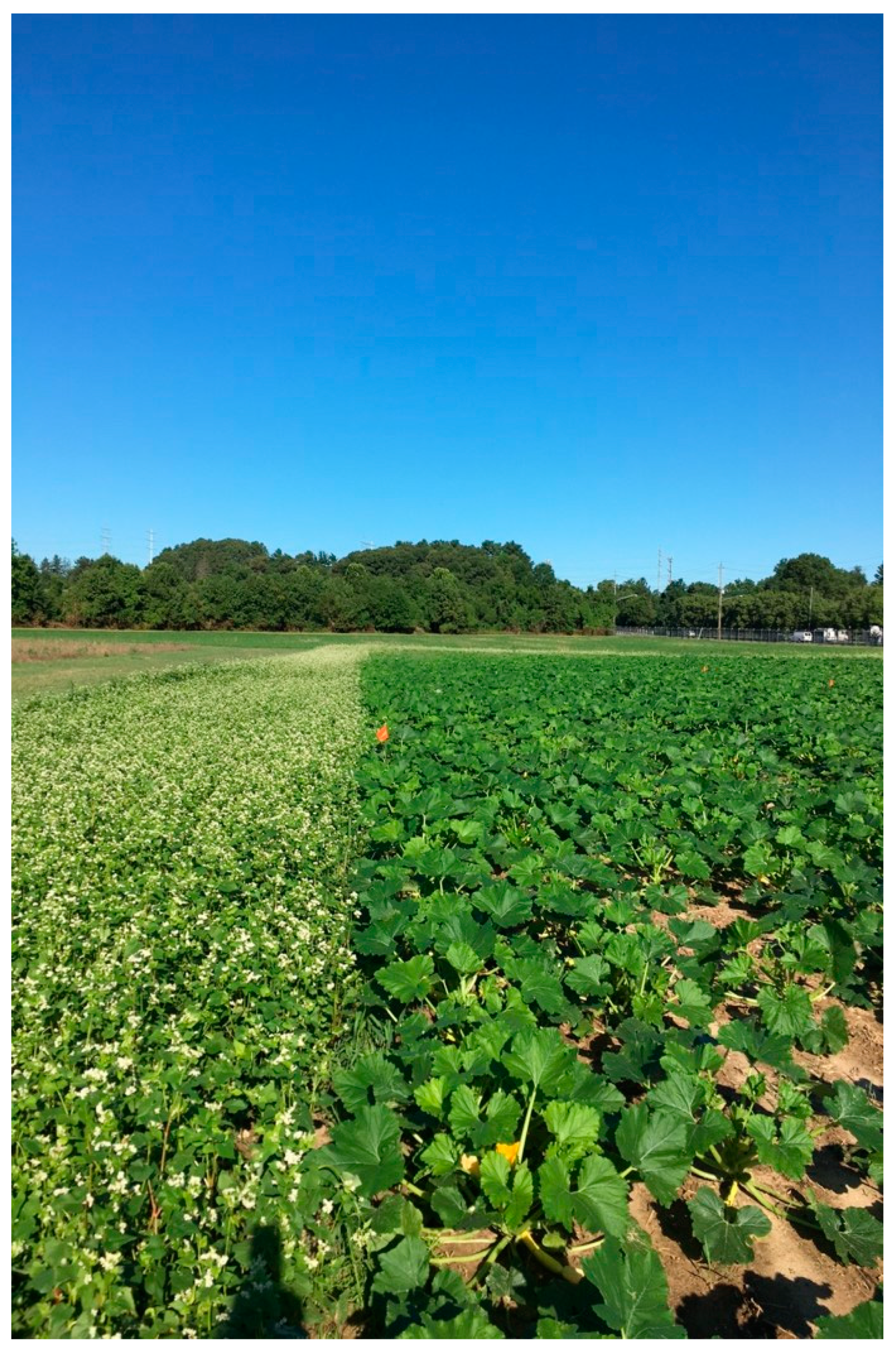 Insects 10 00318 g001