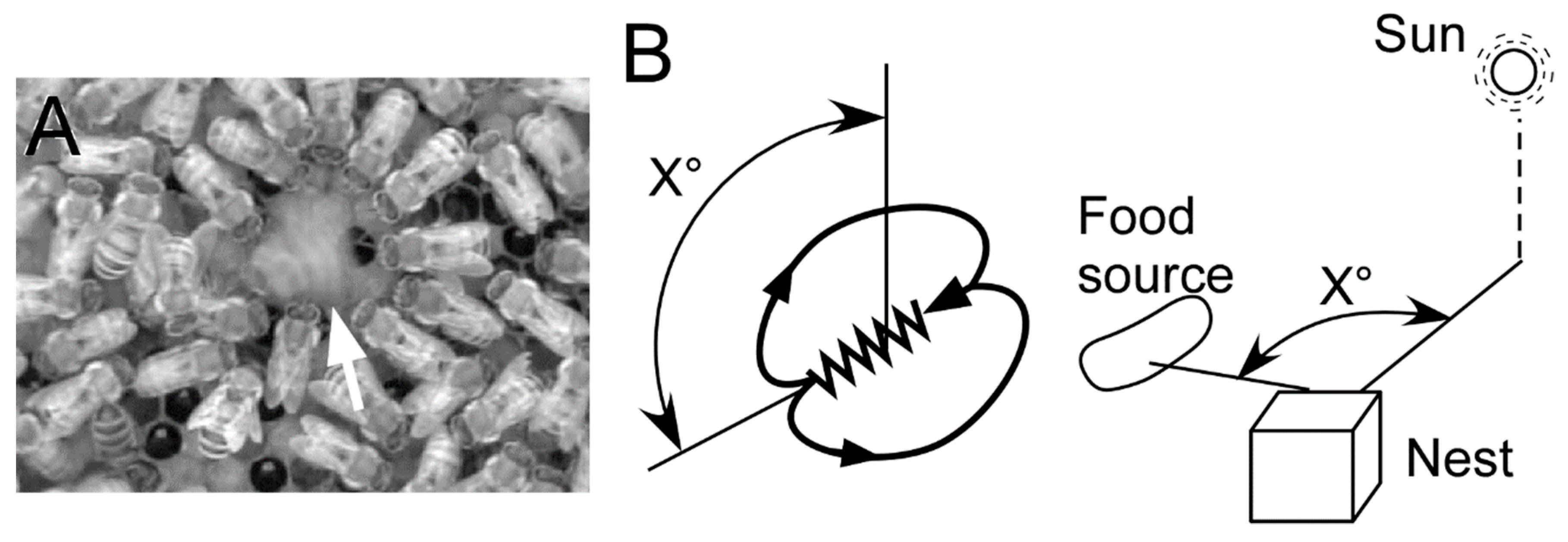 Insects 10 00336 g001