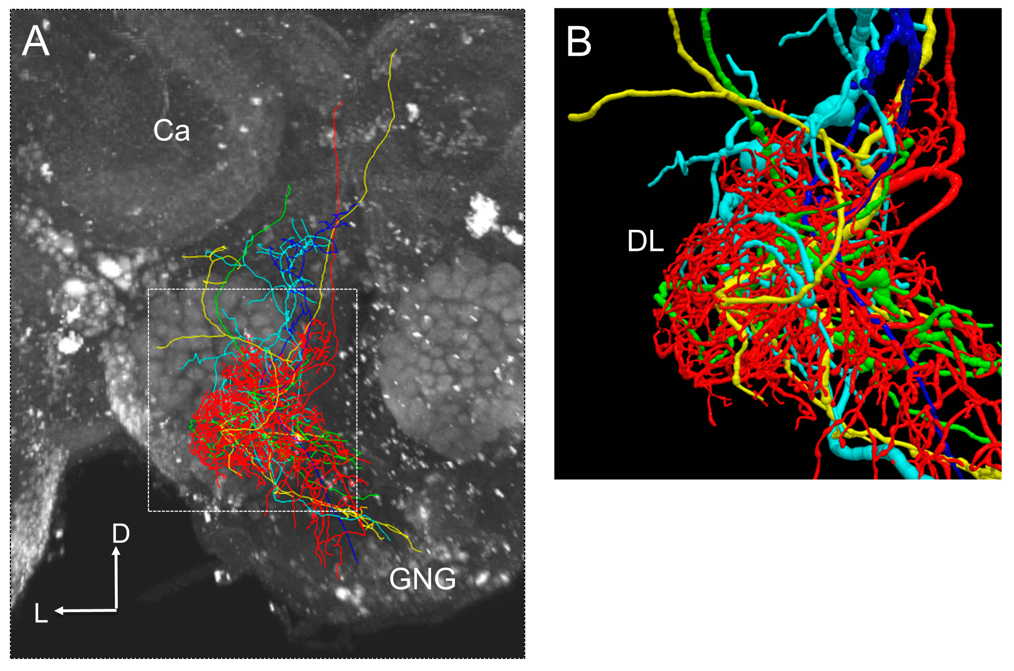 Insects 10 00336 g004