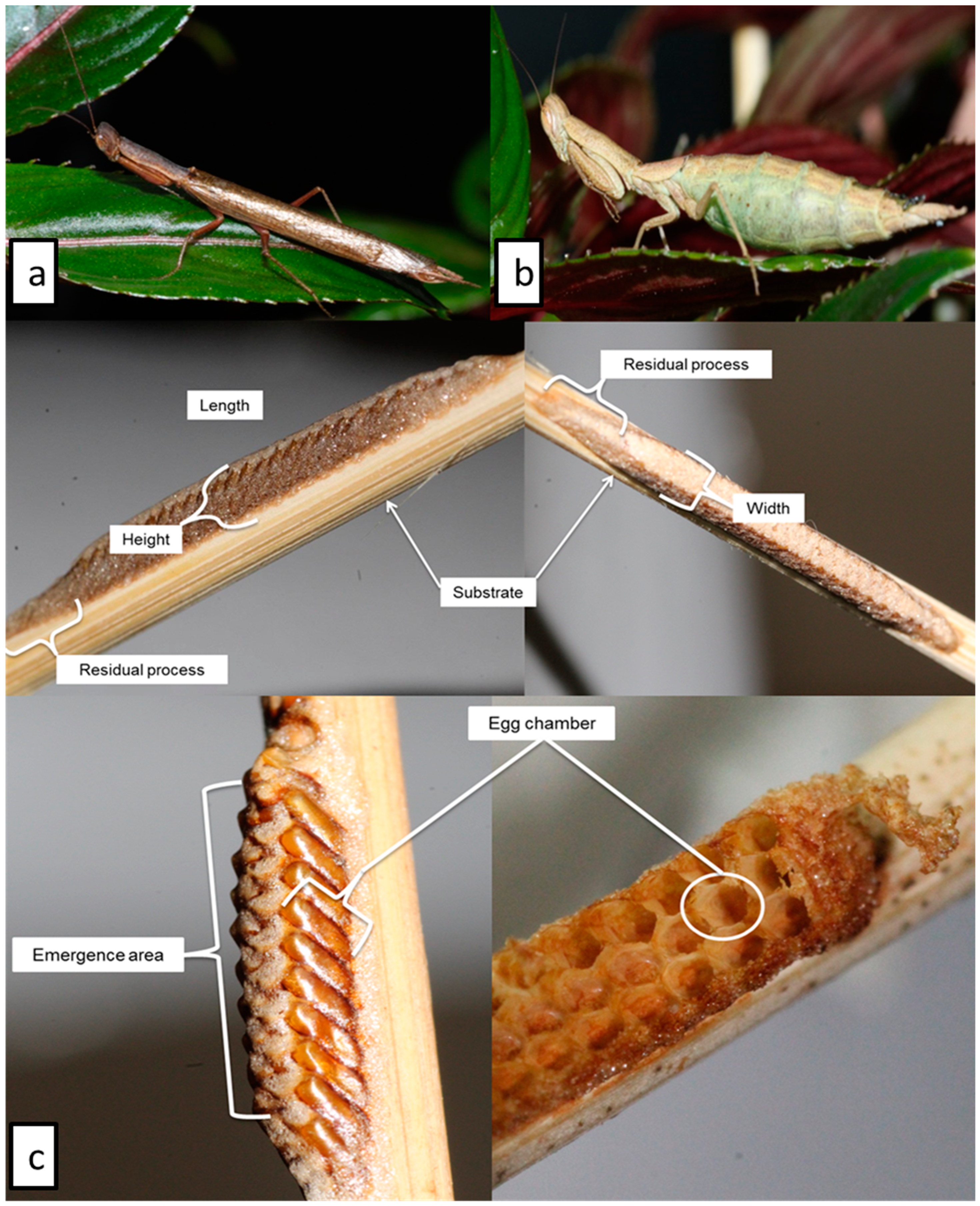 Insects 11 00119 g001