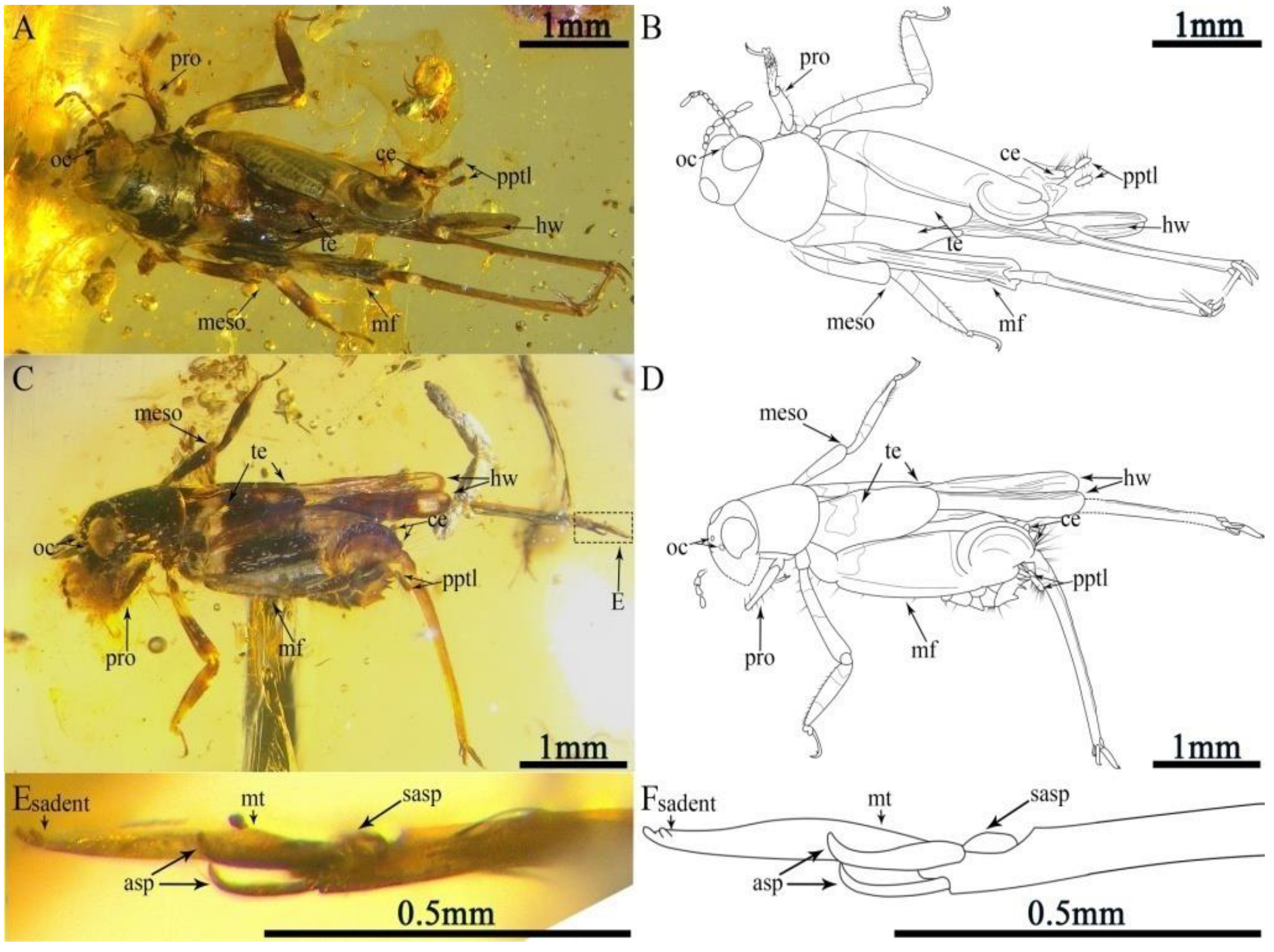 Insects 13 00979 g002 Insects 13 00979 g002