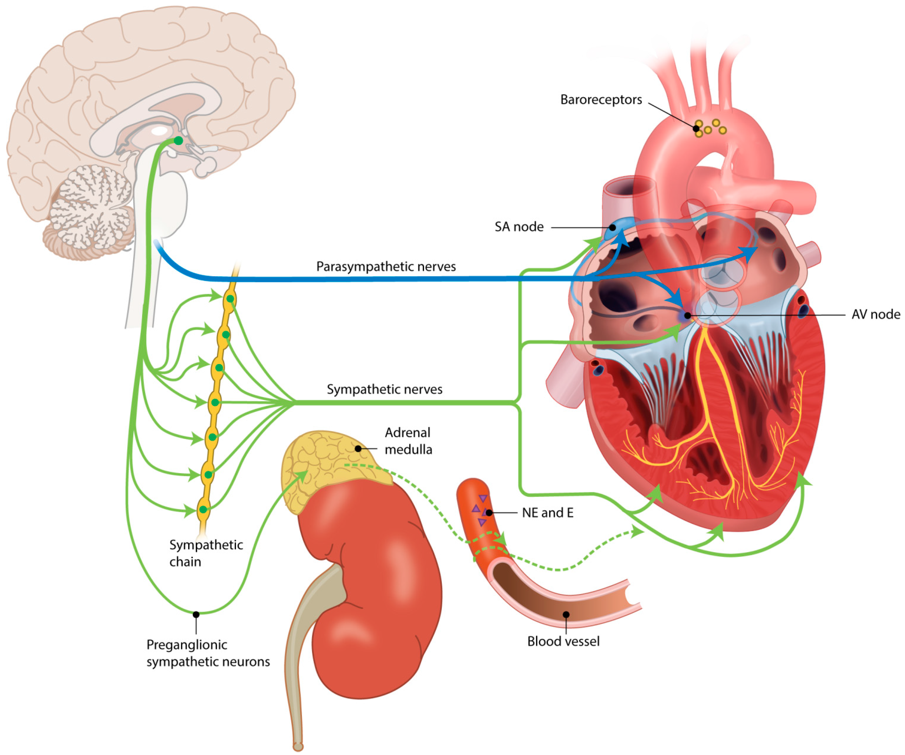 JCDD | Free Full-Text | Postnatal Cardiac Autonomic Nervous Control in