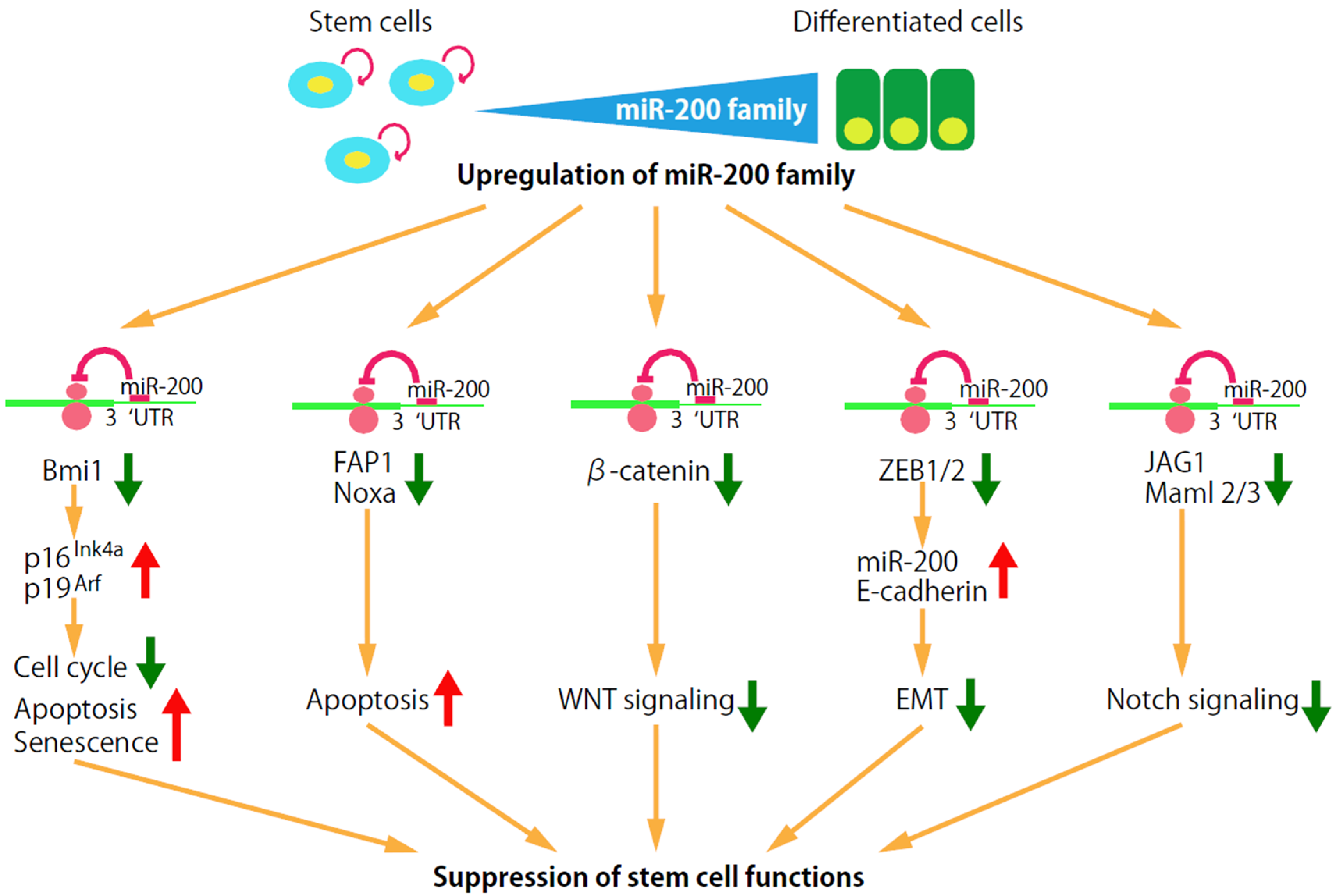 MicroRNA Regulation of Human Breast Cancer Stem ... Biology Diagrams