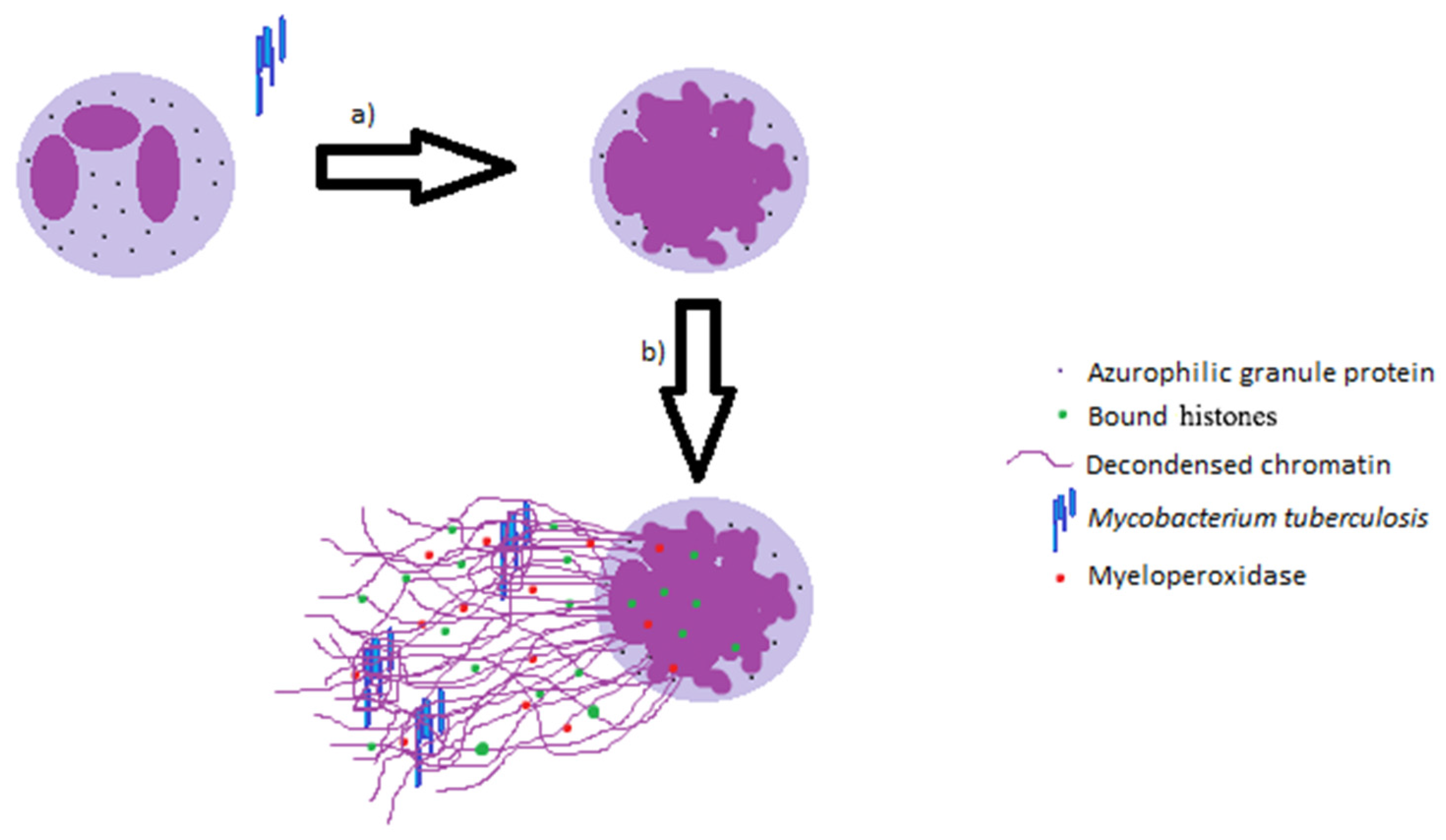 Immune system essays