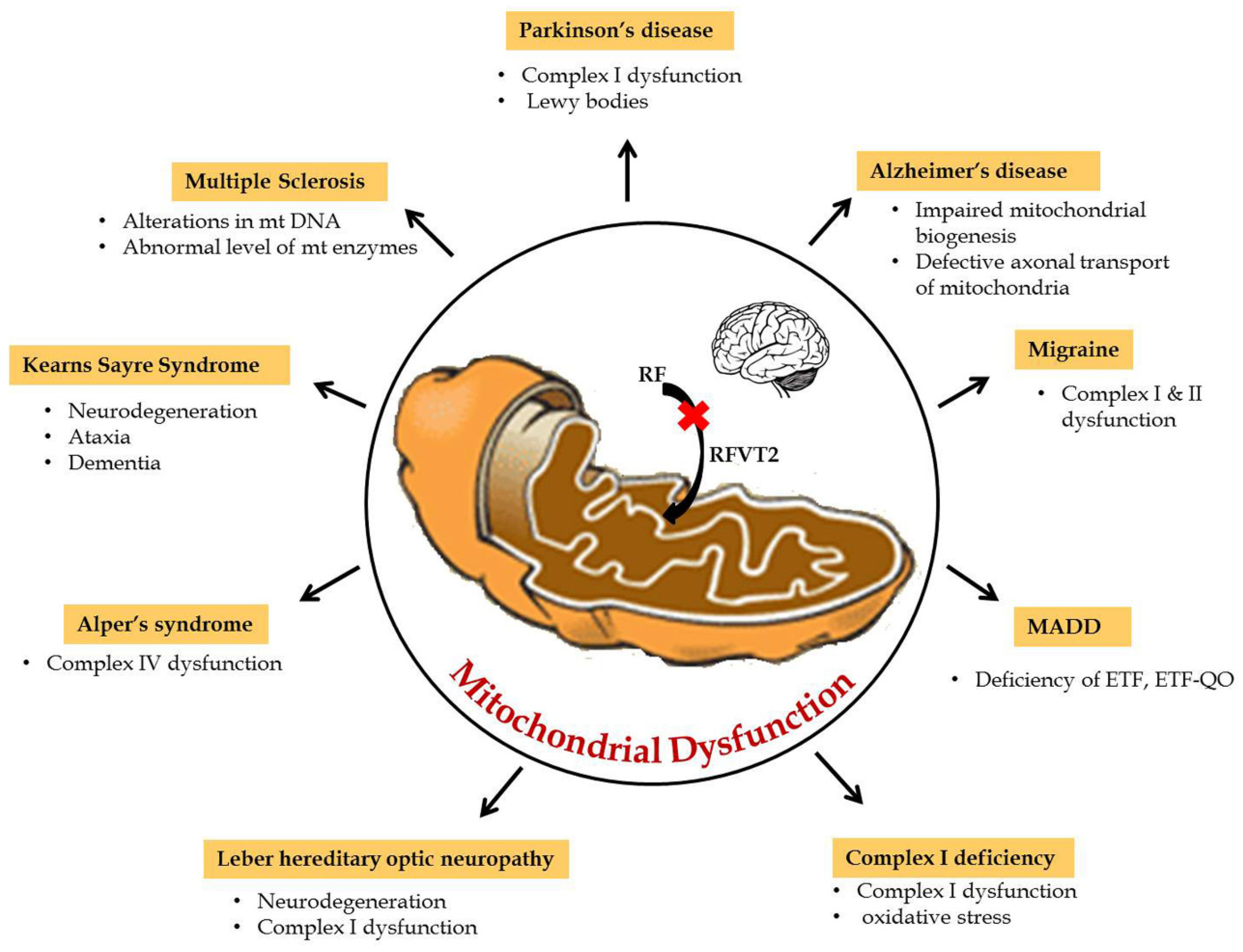 JCM Free Full Text Riboflavin Responsive Mitochondrial Dysfunction 