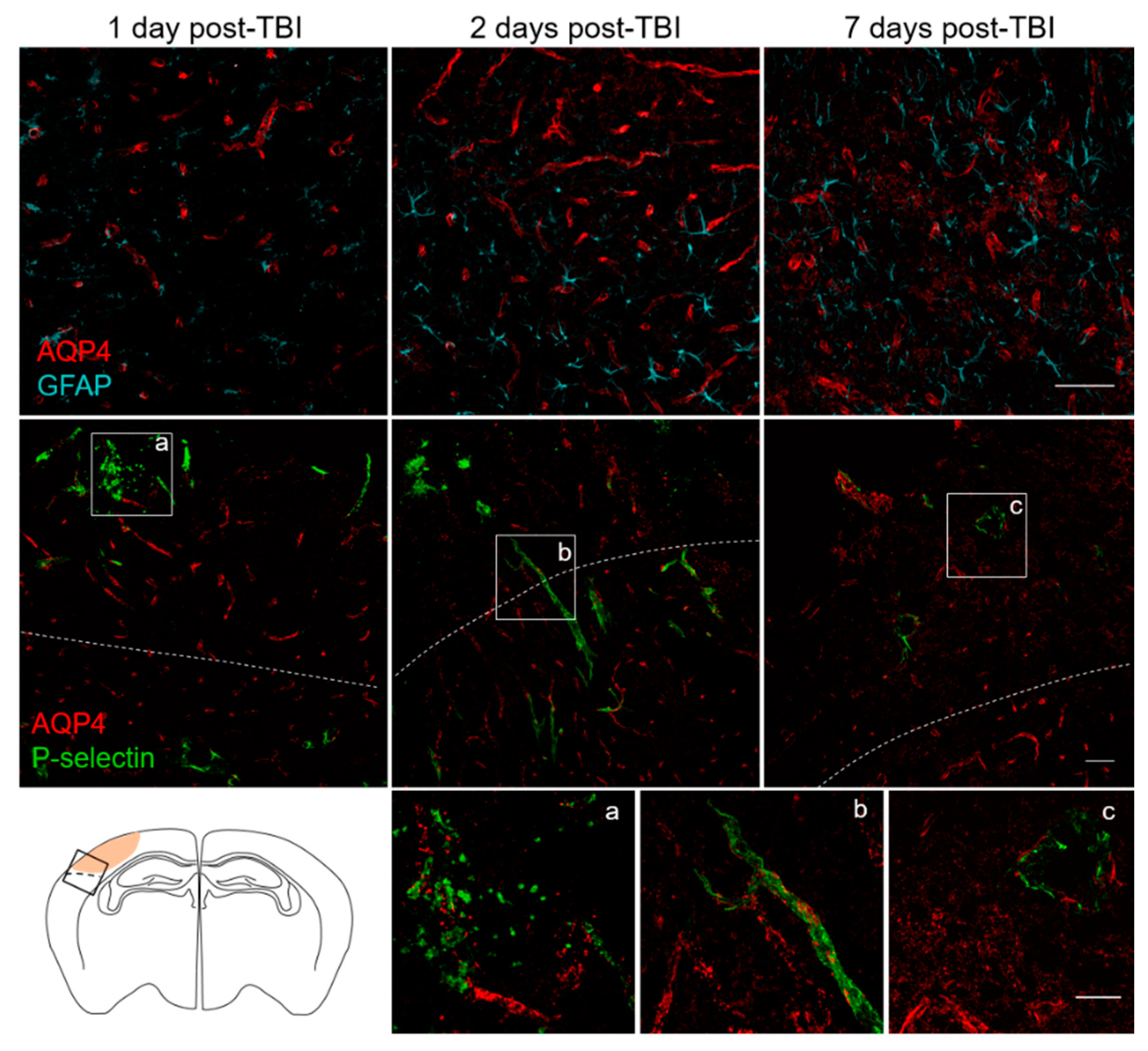 Jcm 08 01134 g004 Jcm 08 01134 g004