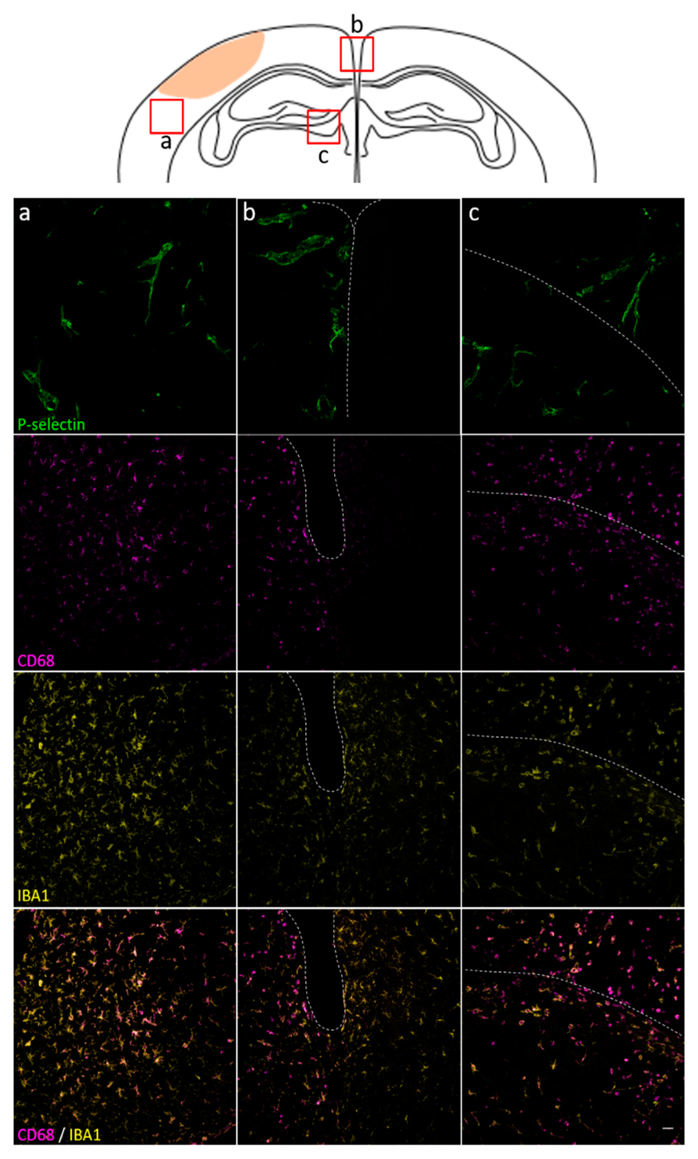 Jcm 08 01134 g005 Jcm 08 01134 g005