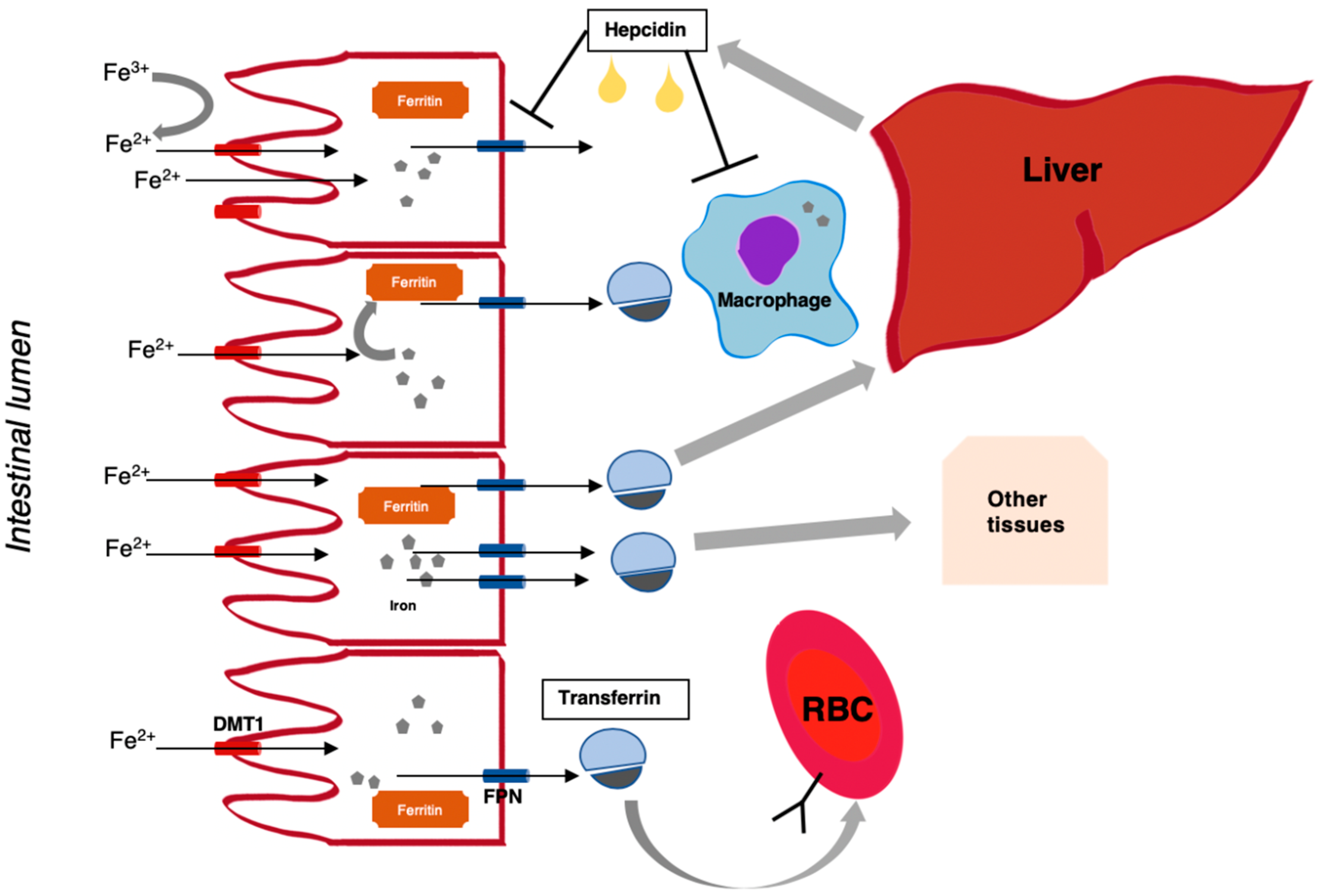 Jcm 08 01828 g001 Jcm 08 01828 g001