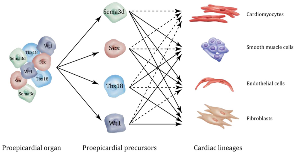 Peritubular fibroblasts of the renal cortex biology essay