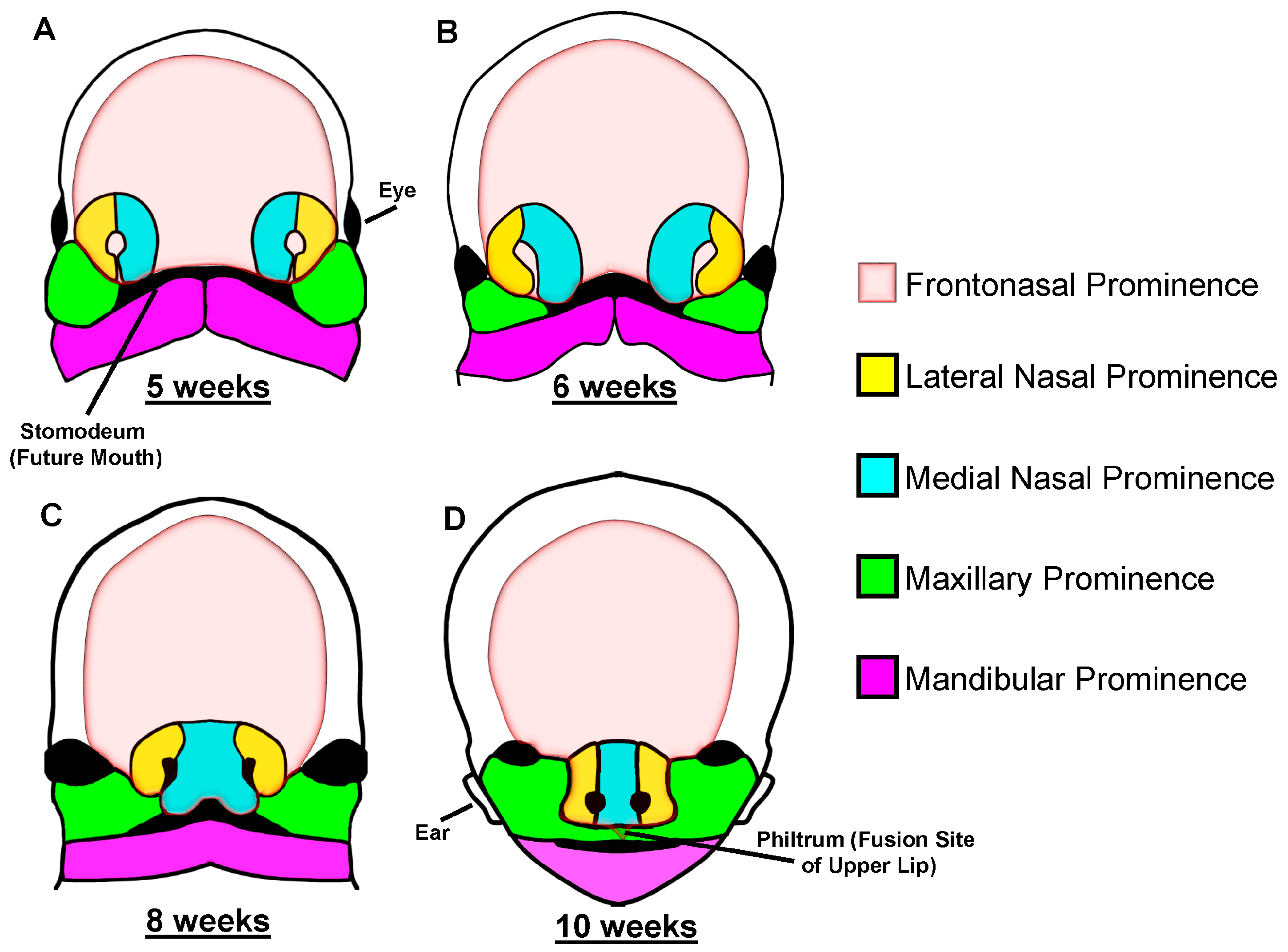 JDB | Free Full-Text | The Role of Sonic Hedgehog in Craniofacial