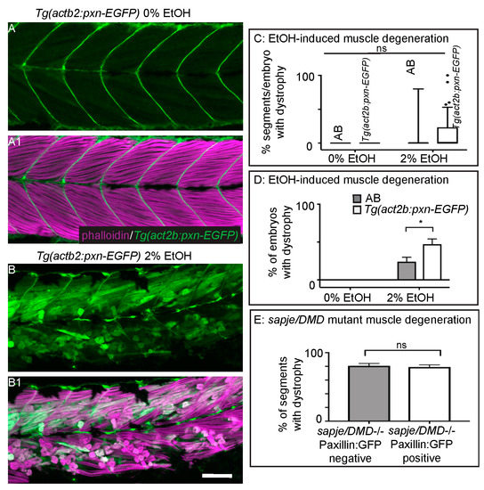 JDB Special Issue Zebrafish A Model System for Developmental