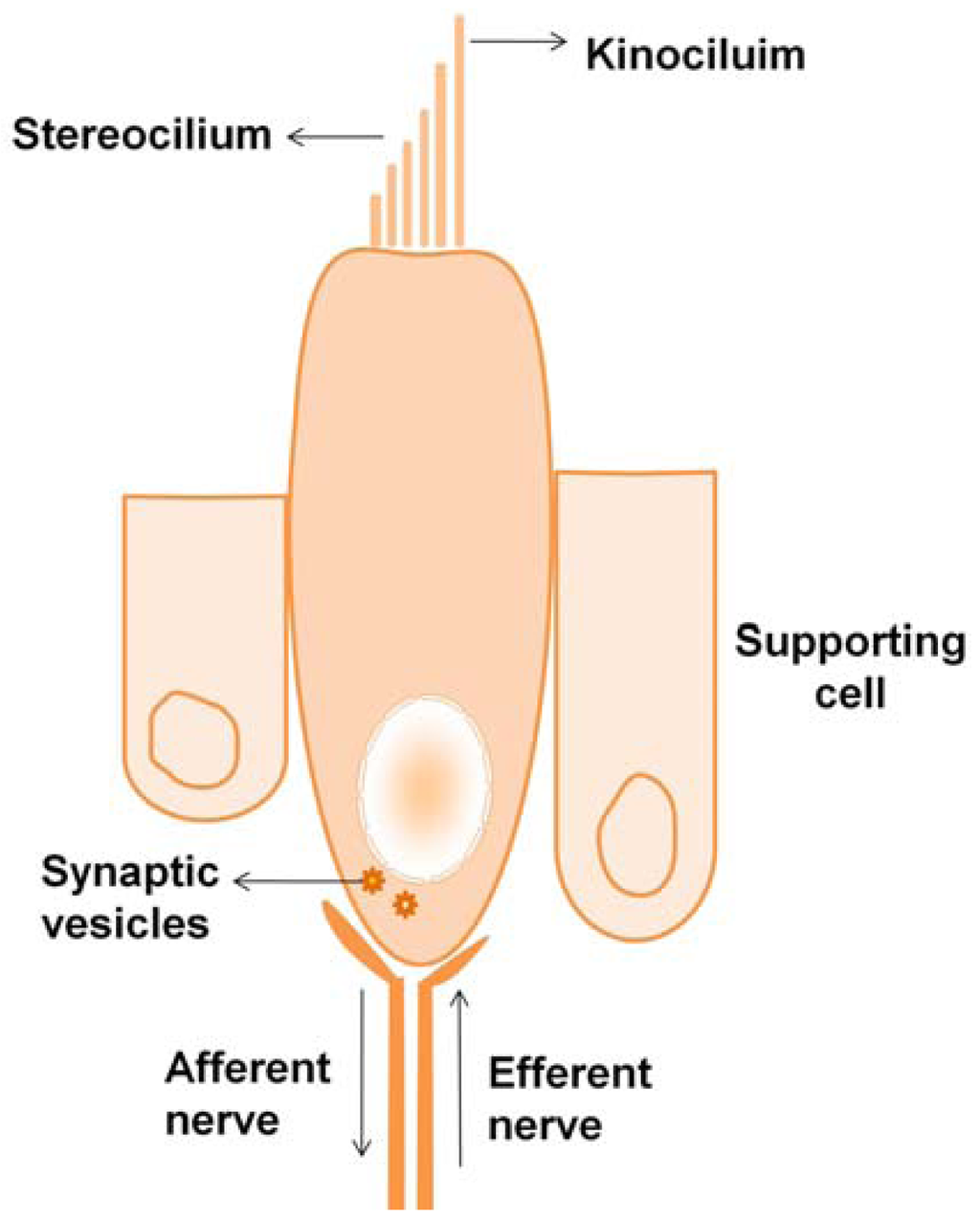 generic forms of