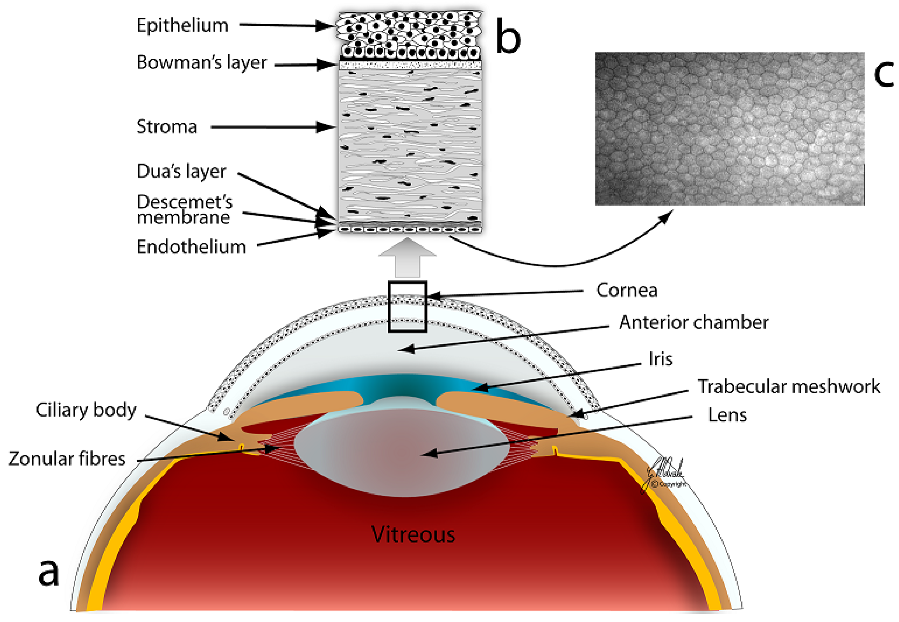 buy elasticity fracture and flow with engineering and