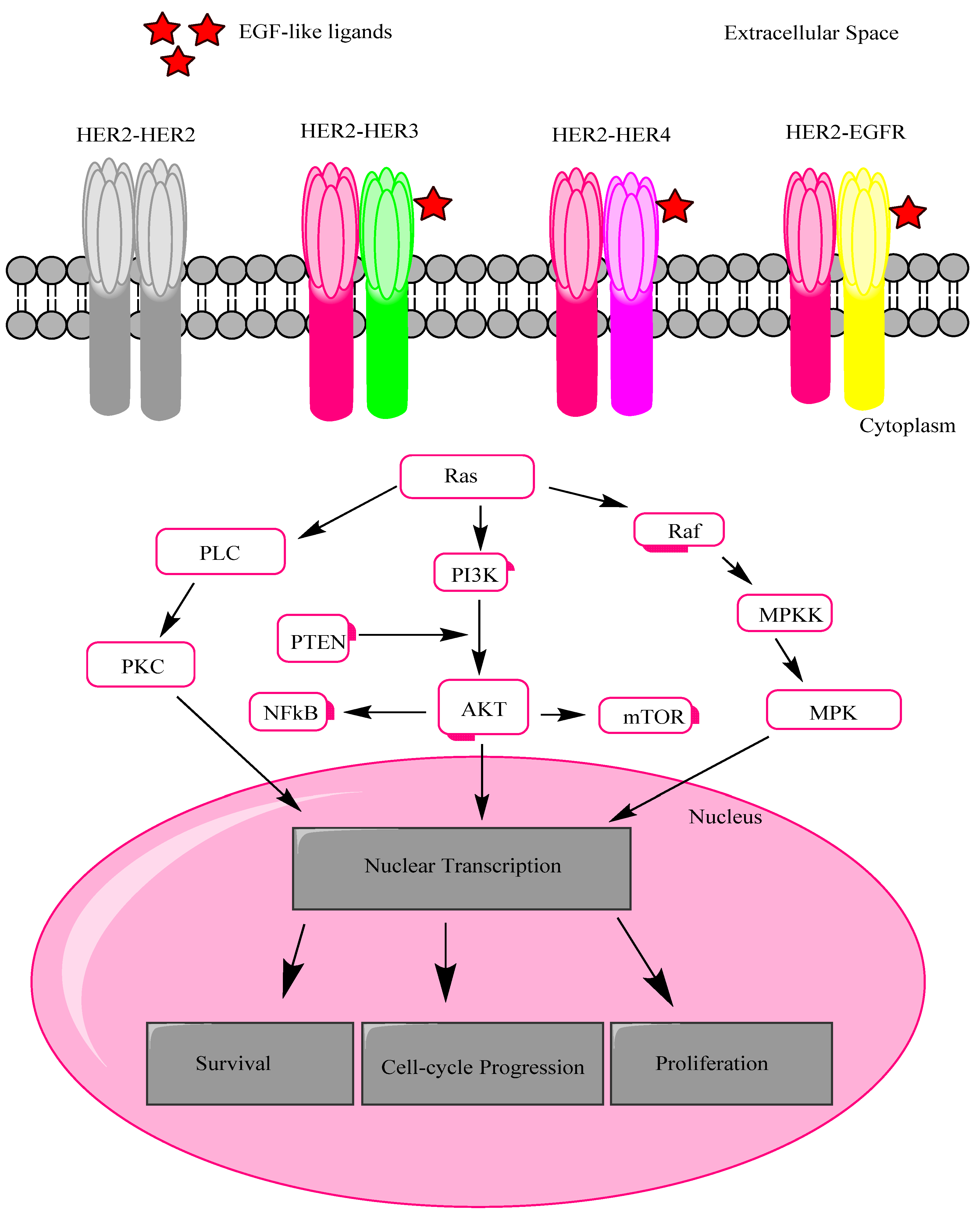 Jfb 12 00075 g001 Jfb 12 00075 g001