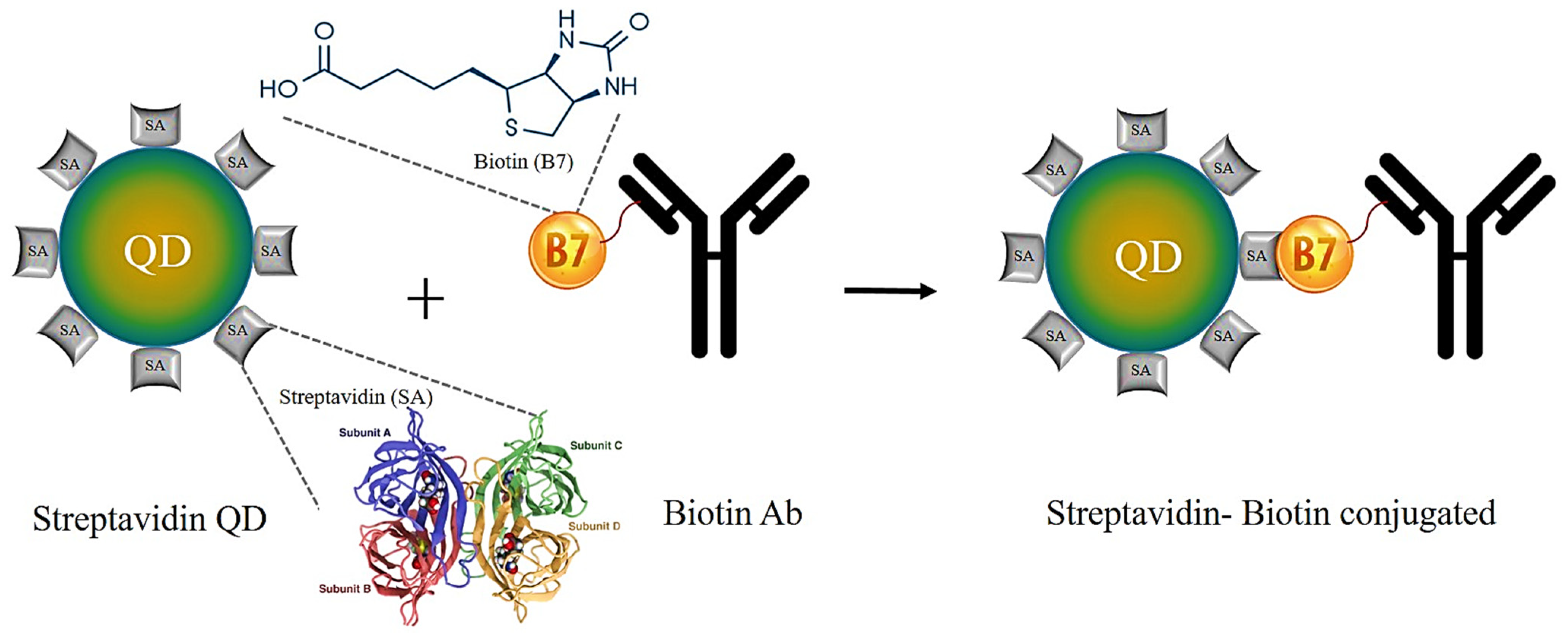 Jfb 12 00075 g007 Jfb 12 00075 g007