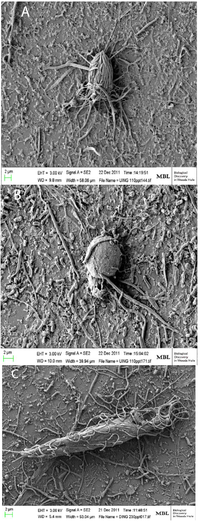 Life 03 00346 g005 200