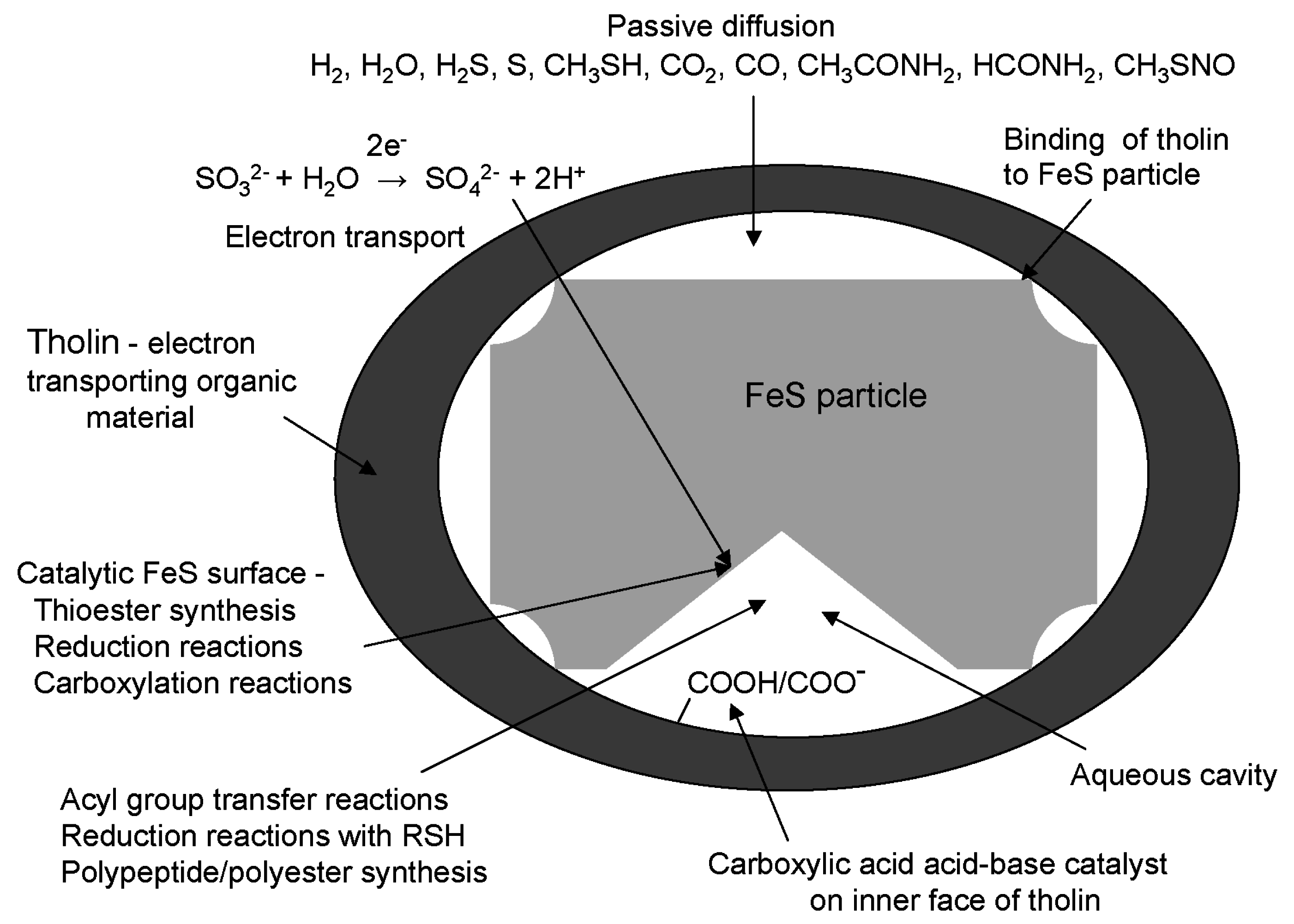 fes nucleic synthesis hypothesis particle g002