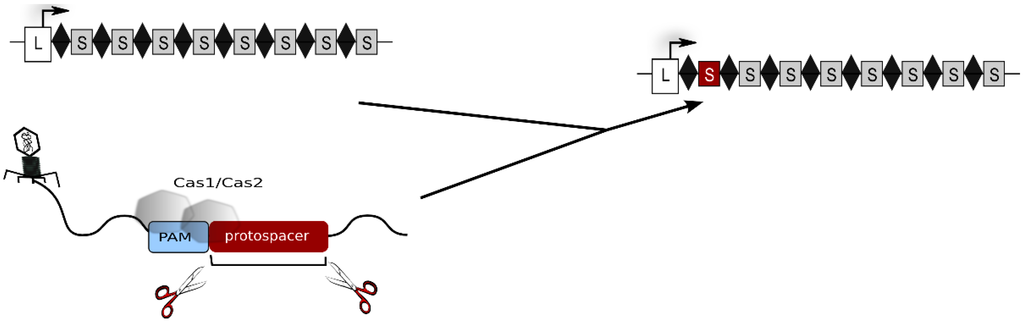 Life 05 00521 g001 1024
