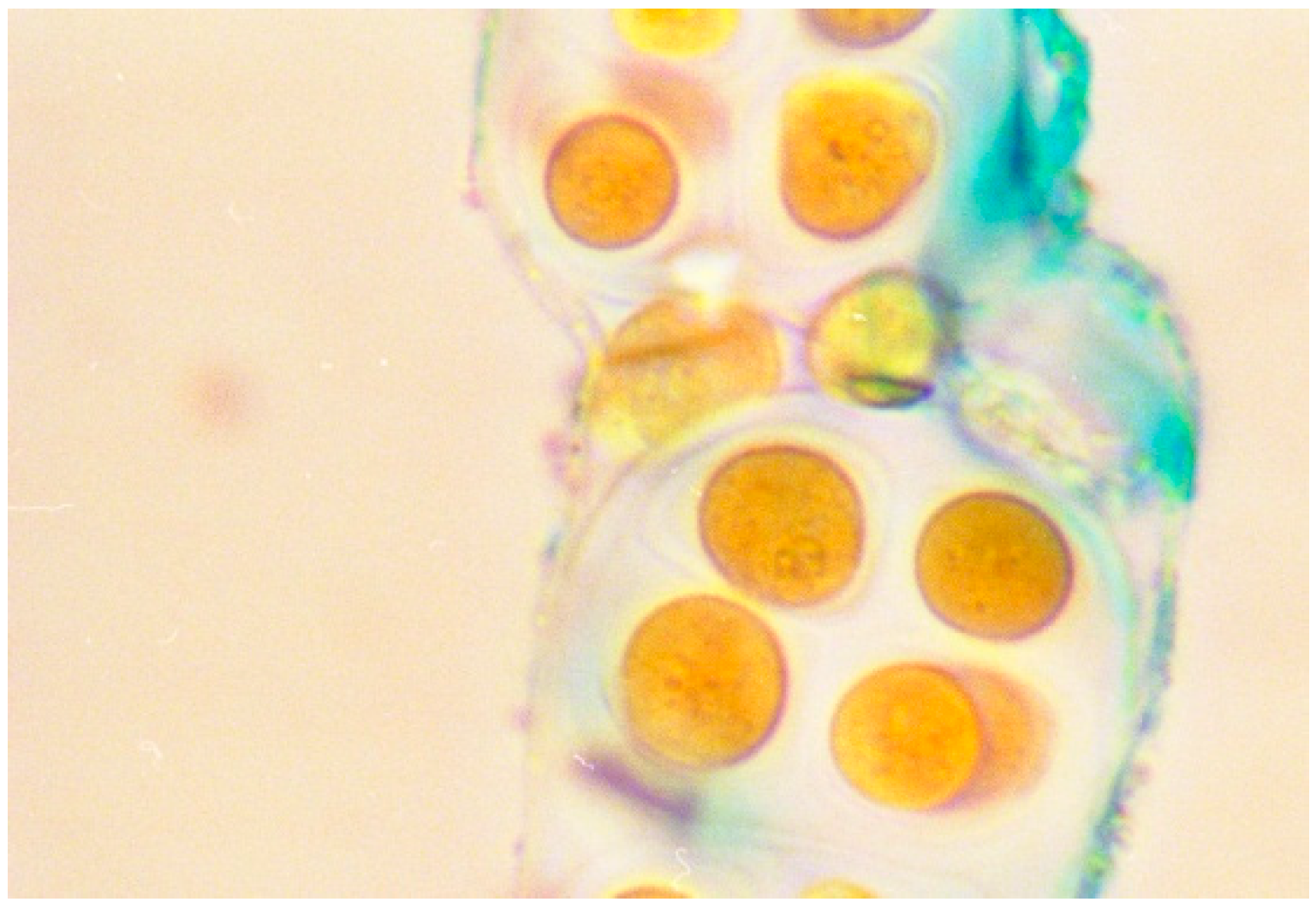 Life Free FullText Role of Cyanobacterial Exopolysaccharides in