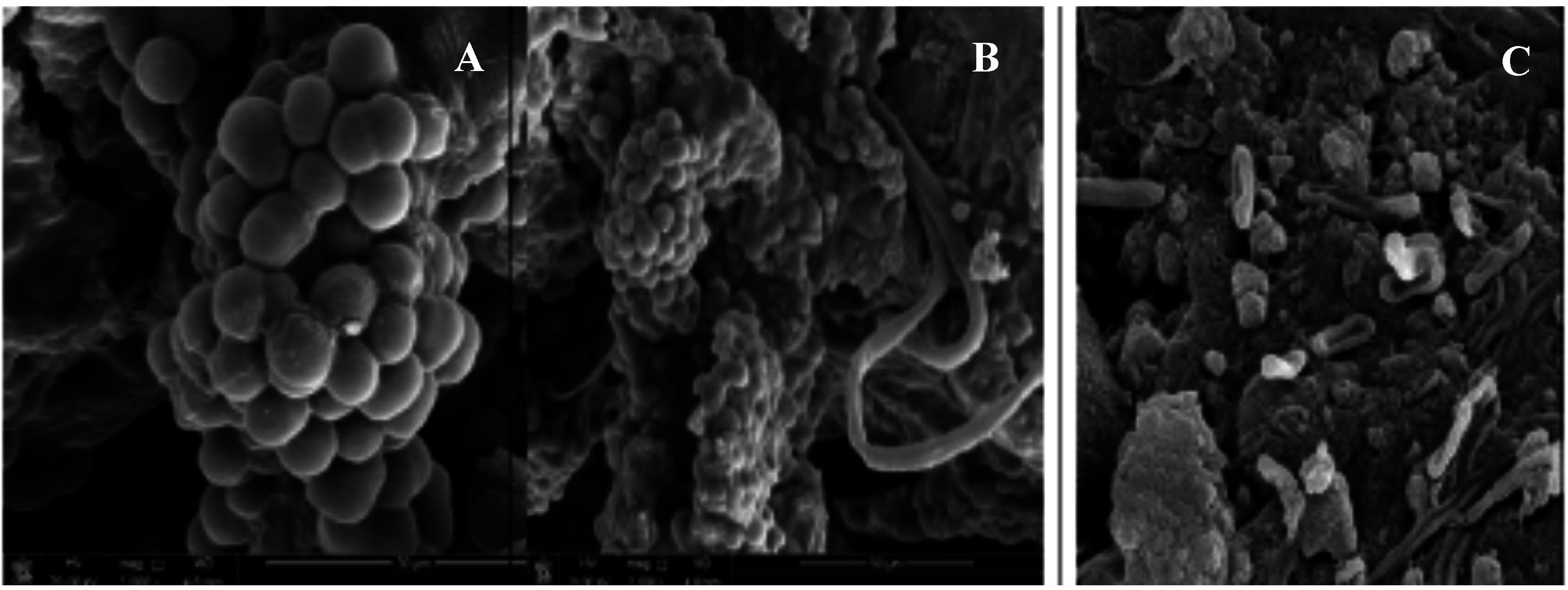 Life Free FullText Role of Cyanobacterial Exopolysaccharides in