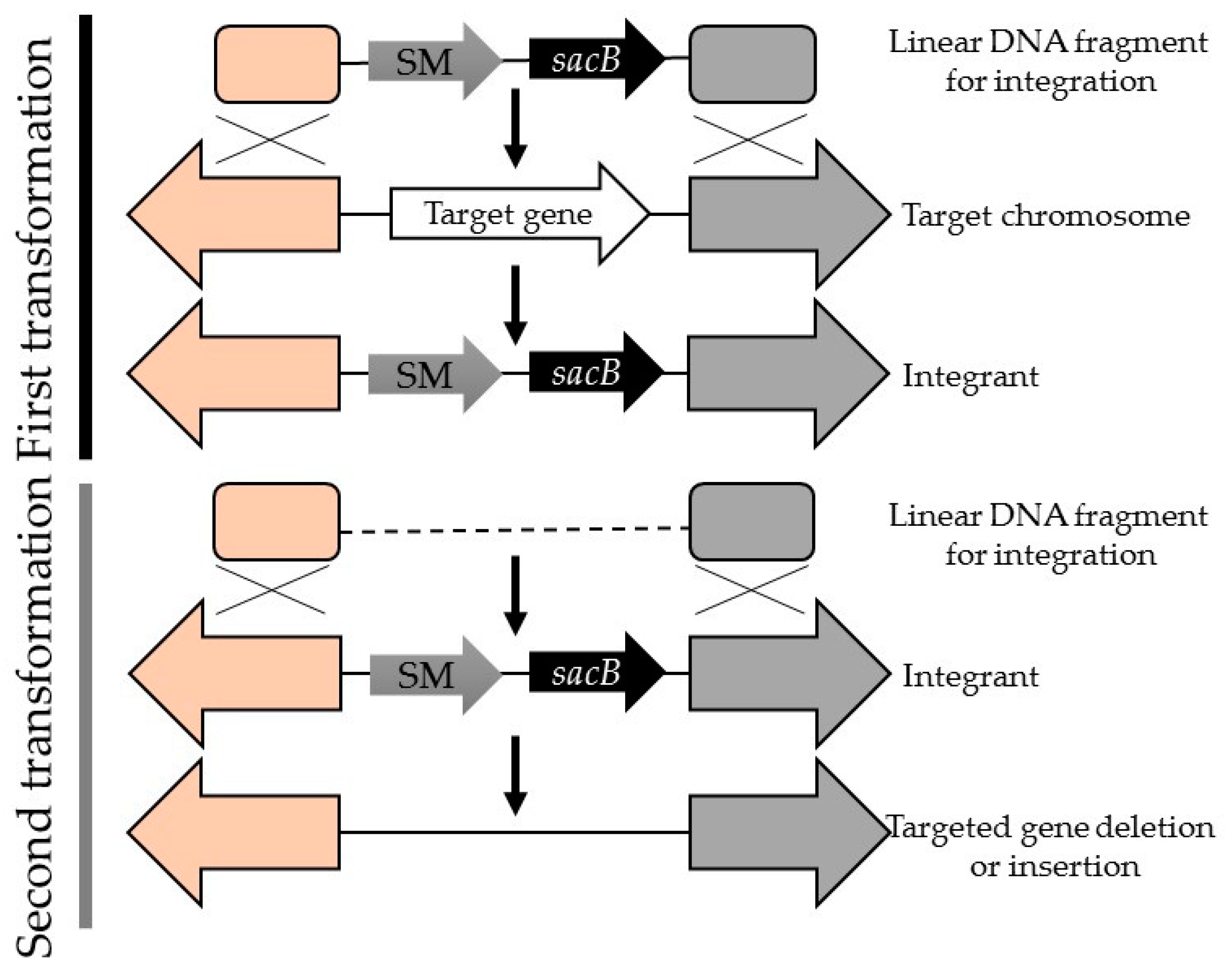 Enzymatic Activation Of Alkanes Constraints And Prospects Nation