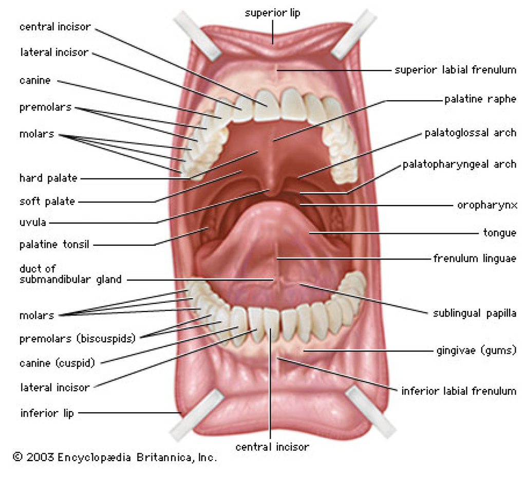 Full mouth diagram