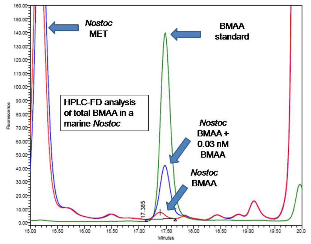 production of l amino acids Glutamic acid contributes to the health of the immune and digestive systems, as well as energy production muscle tissues are an important site for storing and producing this amino acid. production of l amino acids Glutamic acid contributes to the health of the immune and digestive systems, as well as energy production muscle tissues are an important site for storing and producing this amino acid.