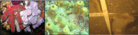 Marinedrugs 07 00787f1 200