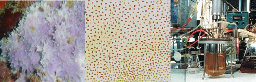 Marinedrugs 07 00787f4 1024