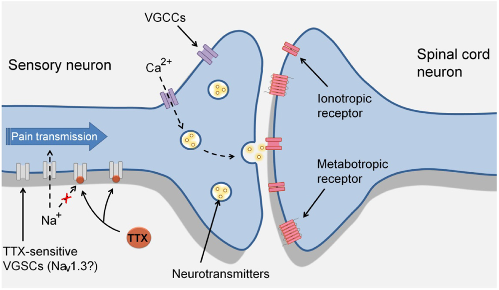 Nav1.3 voltagegated sodium channel; VoltageGated Sodium Channel Type