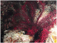 Marinedrugs 10 00744 g002 200