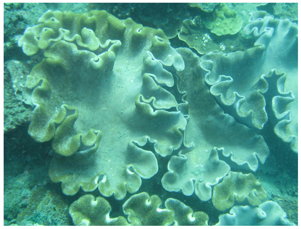 coral drugs Coral reefs are the most diverse habitats in the ocean these complex habitats include fish, sea sponge and other marine plants marine biologists are discovering new uses from coral reef plants in the hope of finding the compounds and developing medicines to treat disease like cancer, diabetes and aids. coral drugs Coral reefs are the most diverse habitats in the ocean these complex habitats include fish, sea sponge and other marine plants marine biologists are discovering new uses from coral reef plants in the hope of finding the compounds and developing medicines to treat disease like cancer, diabetes and aids.