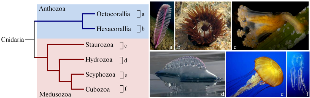 What is the economic importance of Cnidarians?